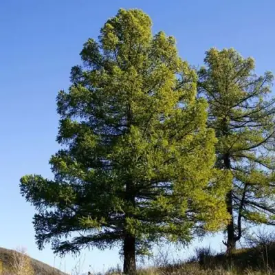 Лиственница сибирская в Барановичах