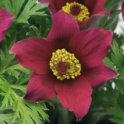 Прострел ПИНВИЛ РЕД ШЕЙДЕС в Барановичах