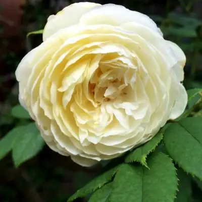 Роза КЛЭР ОСТИН английская в Барановичах