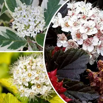 Комплект ЯРКАЯ ВСПЫШКА в Барановичах