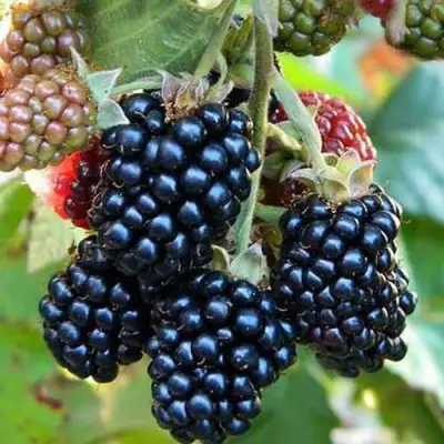 Ежевика ДЖАМБО бесшипная  в Барановичах