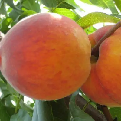 Персик СОЧНЫЙ в Барановичах