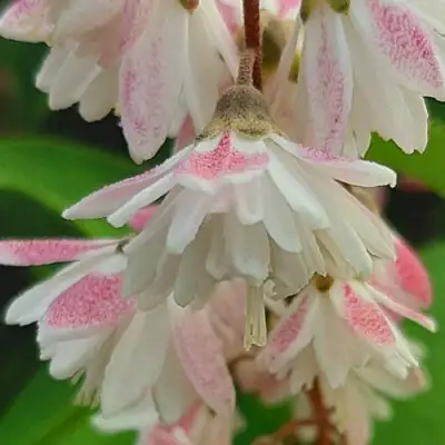 Дейция РОЗЕА ПЛЕНА в Барановичах