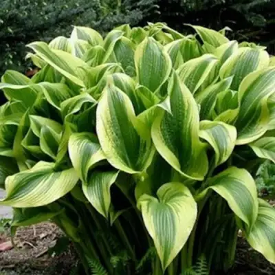 Хоста АУРЕОМАРГИНАТА в Барановичах