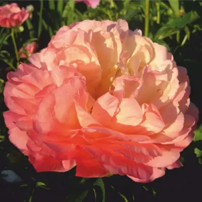 Пион КОРАЛ СУПРИМ травянистый в Барановичах