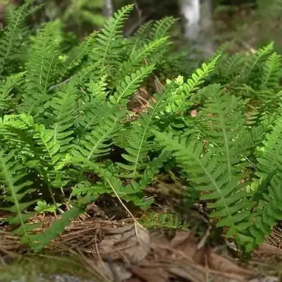 Многоножка обыкновенная в Барановичах