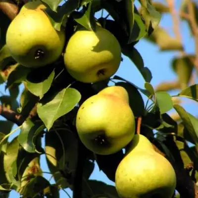 Груша НЕЖНОСТЬ колонновидная	 в Барановичах