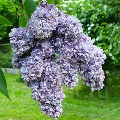 Сирень АМИ ШОТТ в Барановичах