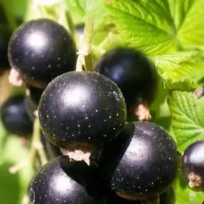 Смородина черная ЧЕРНООКАЯ в Барановичах