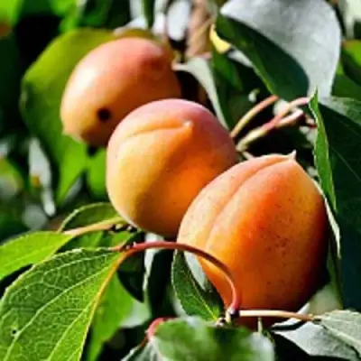 Абрикос БАЙ в Барановичах