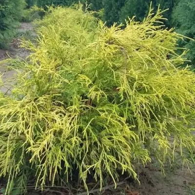 Кипарисовик ФИЛИФЕРА АУРЕА горохоплодный в Барановичах