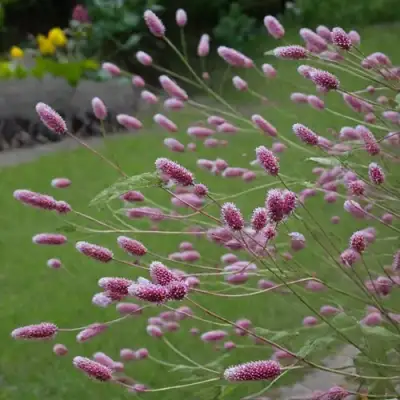 Кровохлебка РОК ЭНД РОЛЛ в Барановичах