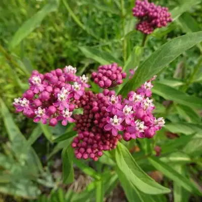 Ваточник МЯСО-КРАСНЫЙ в Барановичах