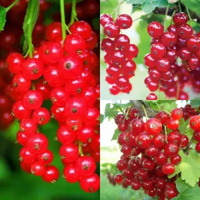 Комплект КРАСНЫЙ УРОЖАЙ в Барановичах