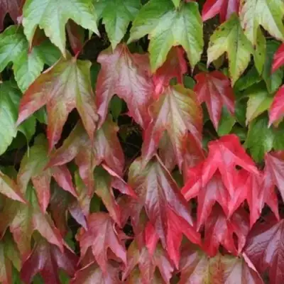 Девичий виноград тройчатый ВИЧИ в Барановичах