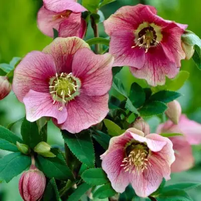 Морозник ВОСТОЧНЫЙ в Барановичах