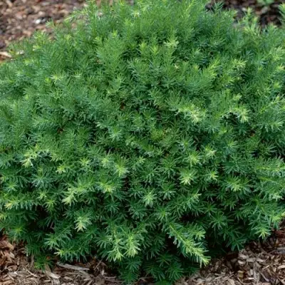 Тис ХИКСИ средний в Барановичах