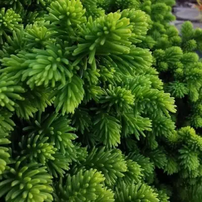 Ель ЛИТЛ ДЖЕМ обыкновенная в Барановичах