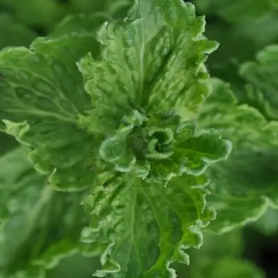 Мята КРИСПА в Барановичах