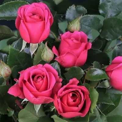 Роза ЛАВ ЛЕТТЕР флорибунда в Барановичах