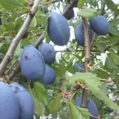 Слива ГИЛЬБЕРТ в Барановичах