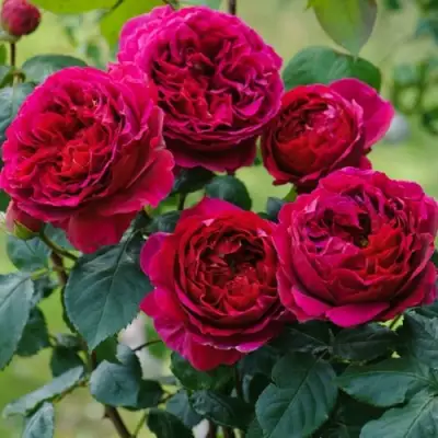 Роза КЕЙТ английская в Барановичах