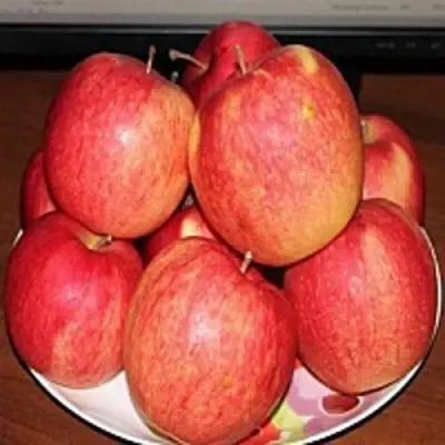 Яблоня ЛИГОЛ в Барановичах