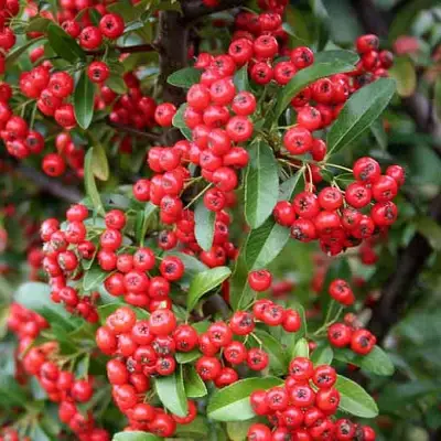 Пираканта РЕД КУИШОН в Барановичах