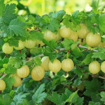 Крыжовник БЕРИЛЛ в Барановичах