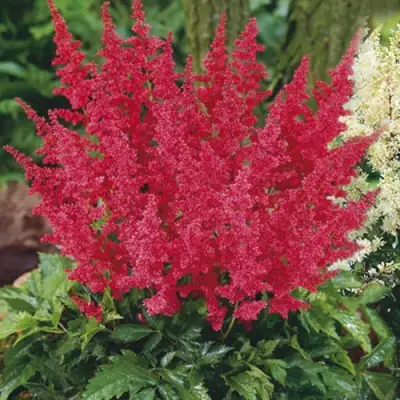 Астильба МОНТГОМЕРИ японская в Барановичах