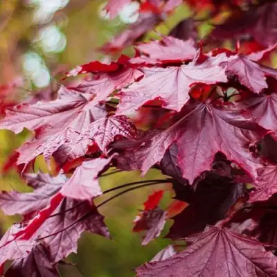 Клен РОЯЛ РЕД остролистный в Барановичах