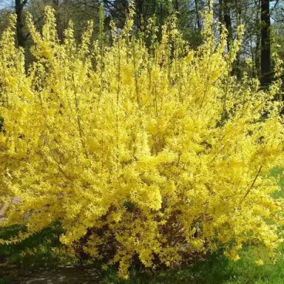 Форзиция ФОРЧУНА в Барановичах