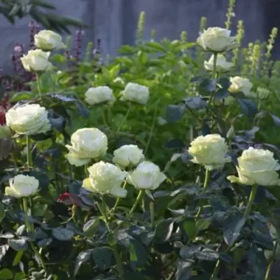 Роза ВАКАНА японская в Барановичах