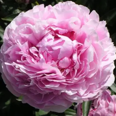 Пион ША-ЛА травянистый в Барановичах