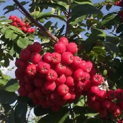 Рябина МОРАВСКАЯ сладкоплодная в Барановичах