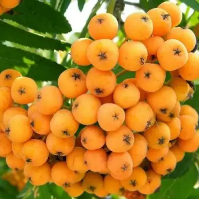 Рябина НЕВЕЖИНСКАЯ ЖЕЛТАЯ сладкоплодная в Барановичах