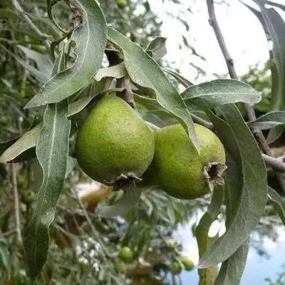 Груша ИВОЛИСТНАЯ в Барановичах