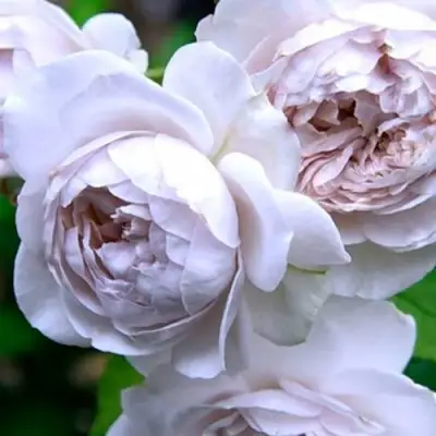 Роза ГРИЗЕЛИС шраб в Барановичах