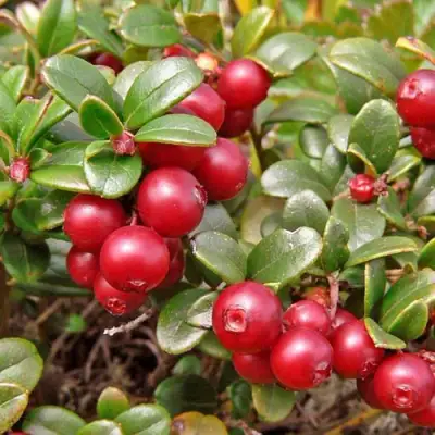 Брусника садовая АМЕРЛАНД в Барановичах