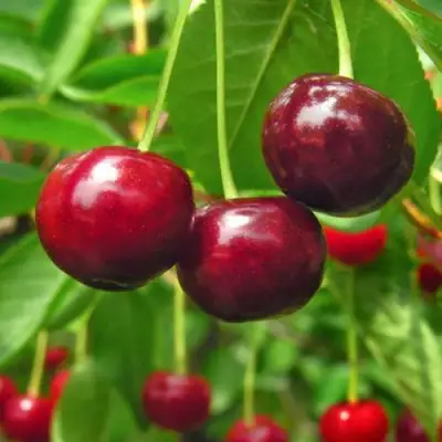 Вишня УЙФЕХЕРТОЙ ФЮРТОШ в Барановичах