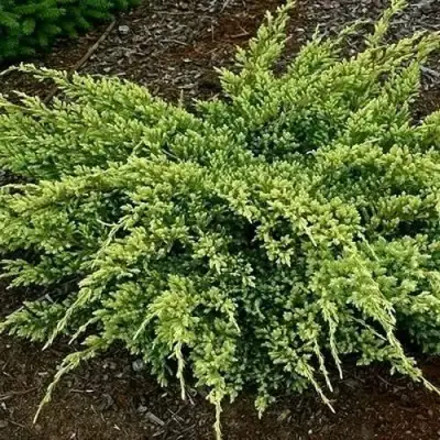 Можжевельник ДРИМ ДЖОЙ чешуйчатый в Барановичах