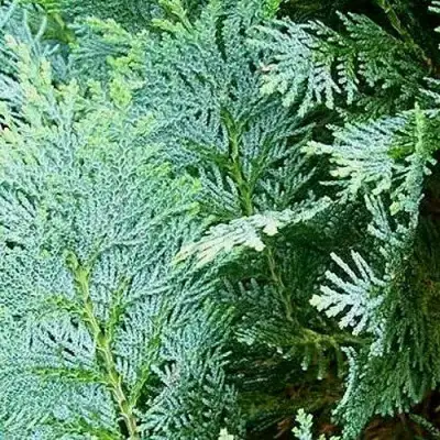 Кипарисовик КОЛУМНАРИС лавсона в Барановичах