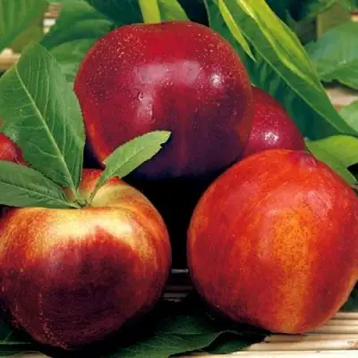 Нектарин СТАРК РЕД ГОЛД в Барановичах