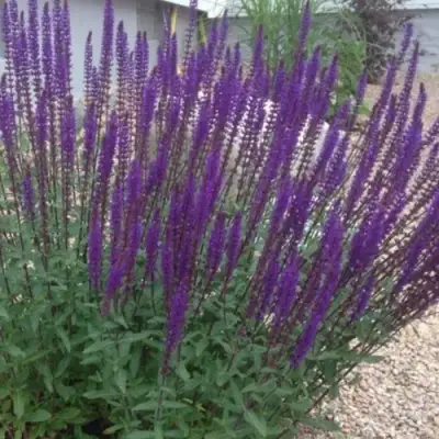 Шалфей КАРАДОНА в Барановичах