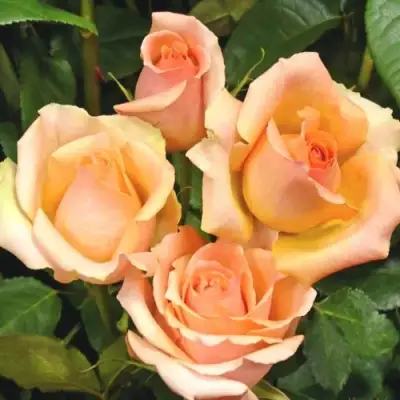 Роза ВЕРСИЛИЯ чайно-гибридная в Барановичах