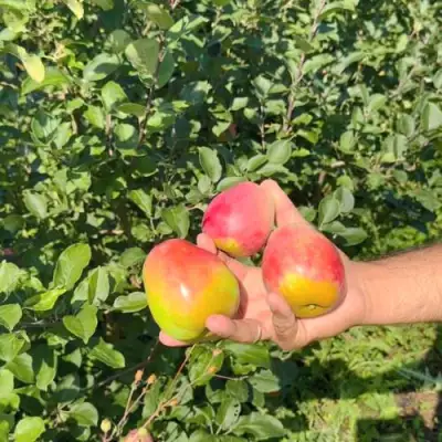 Яблоня КАНДИЛЬ БАГРЯНЫЙ в Барановичах