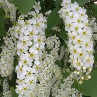 Черемуха САМОПЛОДНАЯ в Барановичах