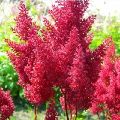 Астильба СКАЙСКРЕЙПЕР китайская в Барановичах