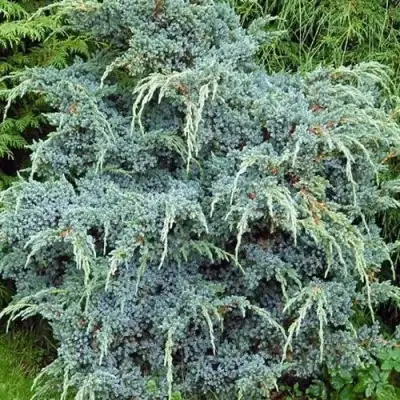 Можжевельник БЛЮ АЛЬПС китайский  в Барановичах