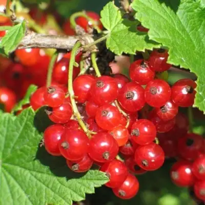 Смородина красная РАЧКОВСКАЯ в Барановичах